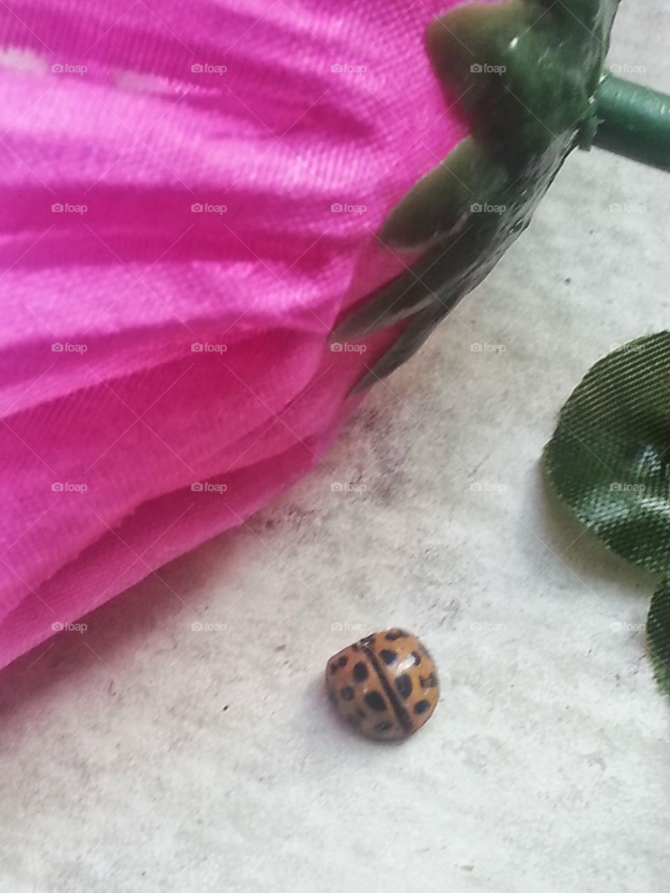 Ladybugs. Pretty