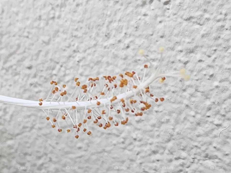 white hibiscus style