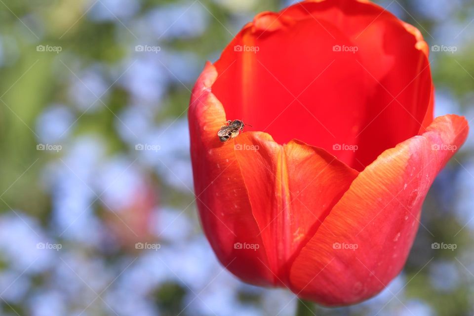 A red tulip, and a bee on the flower