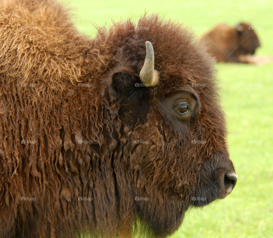 animal cute profile buffalo by lightanddrawing