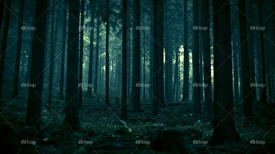 Yogyakarta -  "Dark" Pinus Forest