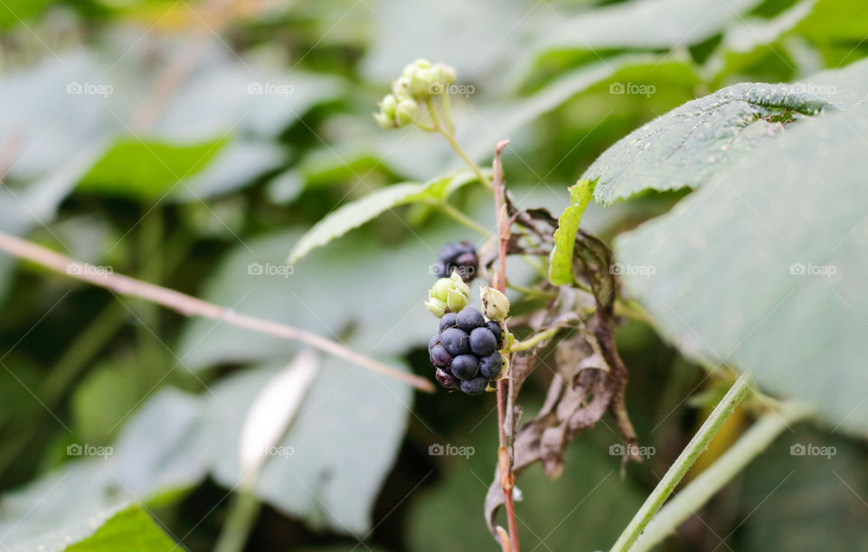 Delicious black berry