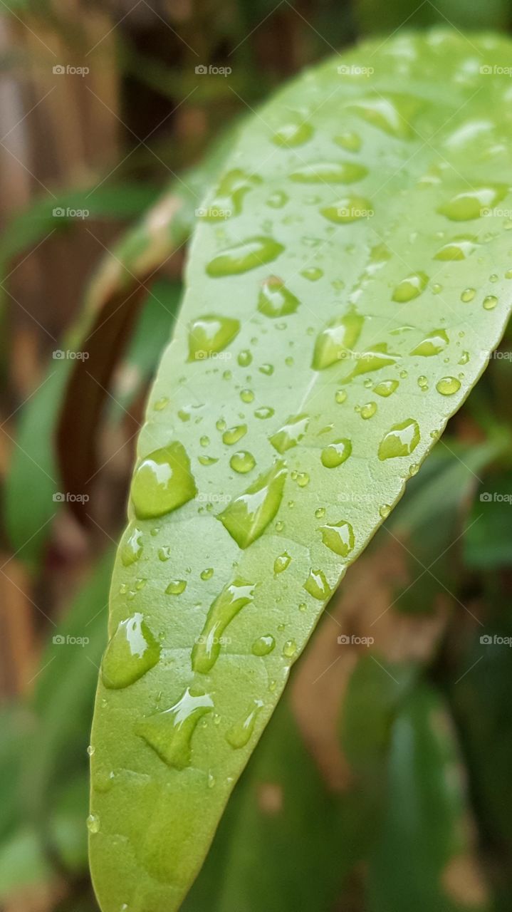 A Green Leaf With Raindrops