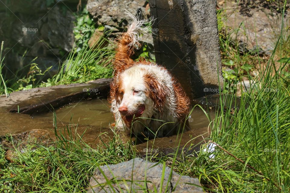 dog in the fountain