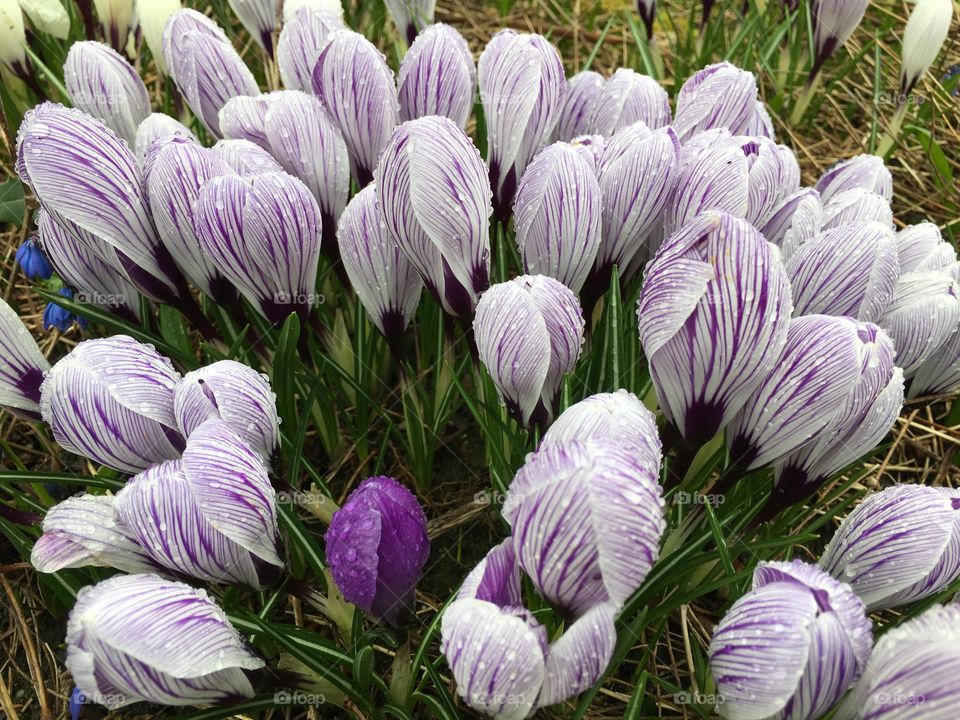 Water drops on the flowers