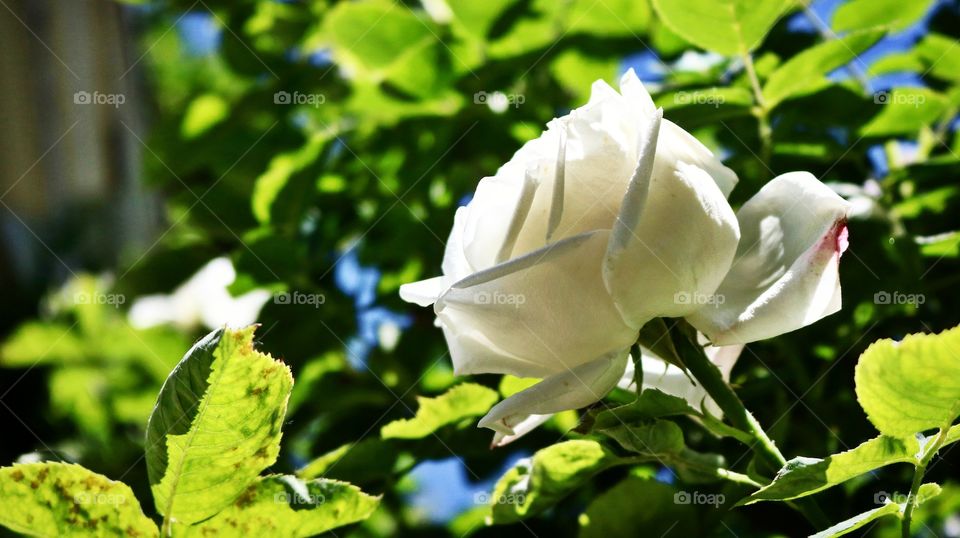 White rose