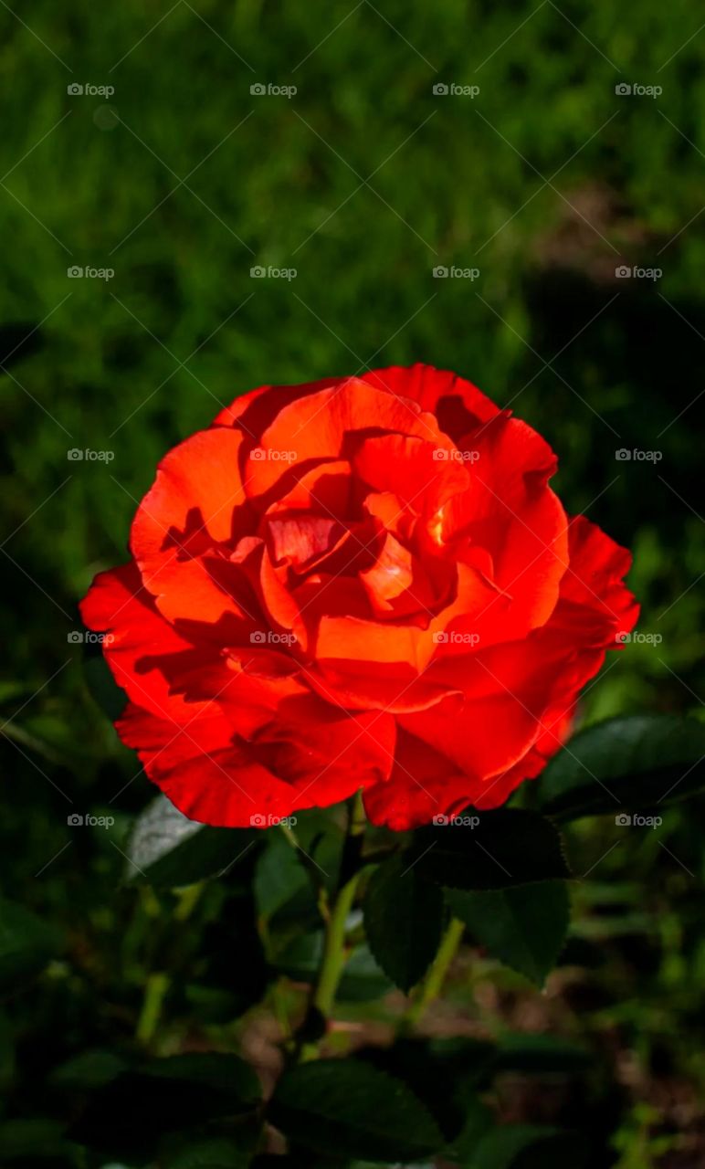 Looks so beautiful, pretty and so nice big red rose flower also nice d red and light red combination petals nice red rose