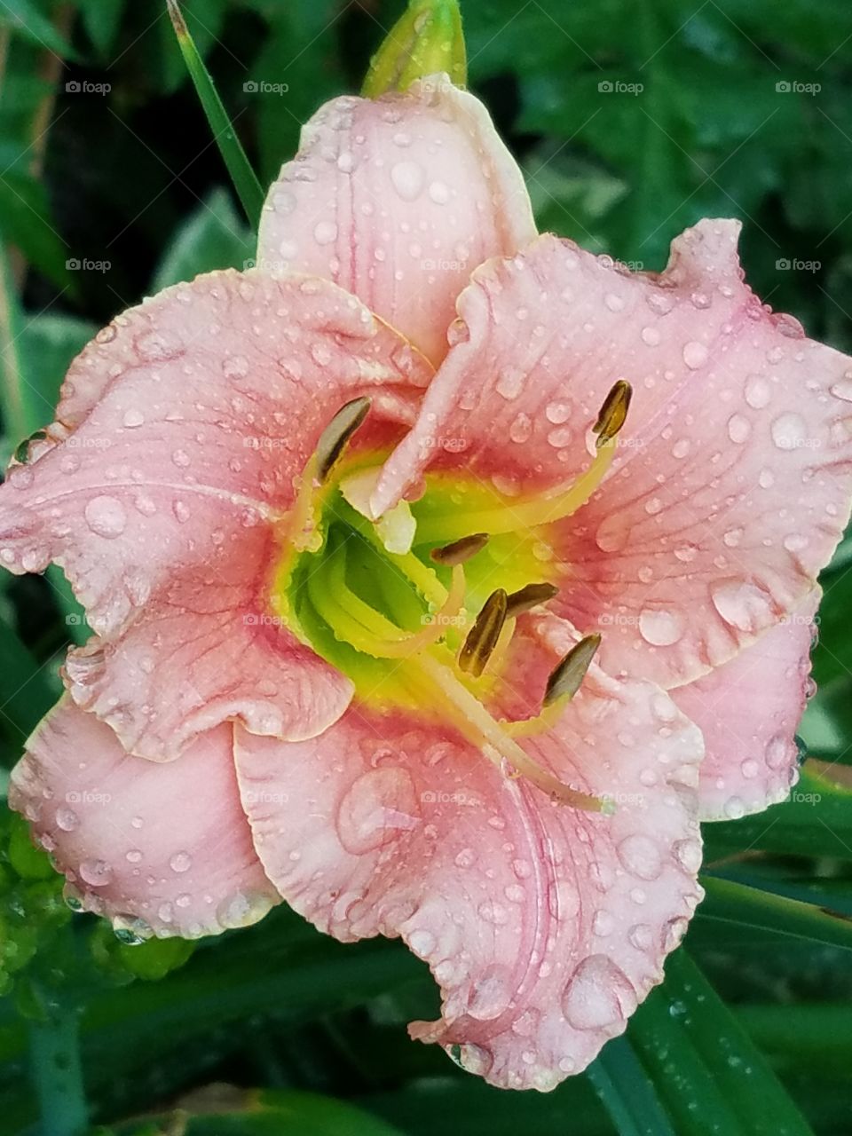 Close-up of wet pink flower