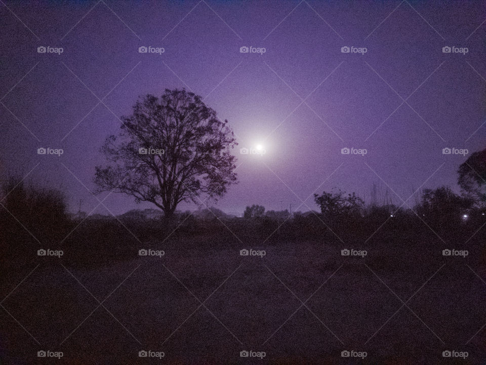 A tree with the moon