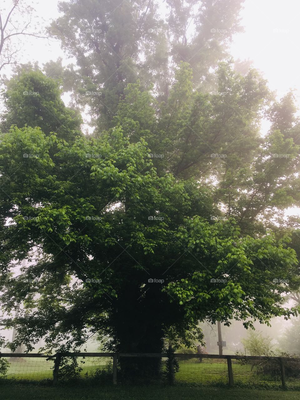 Beautiful old tree in the morning fog