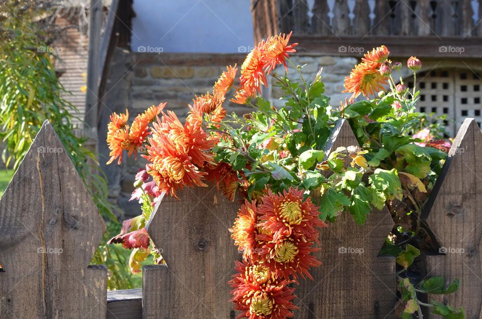 Urban nature Plants, Bulgaria