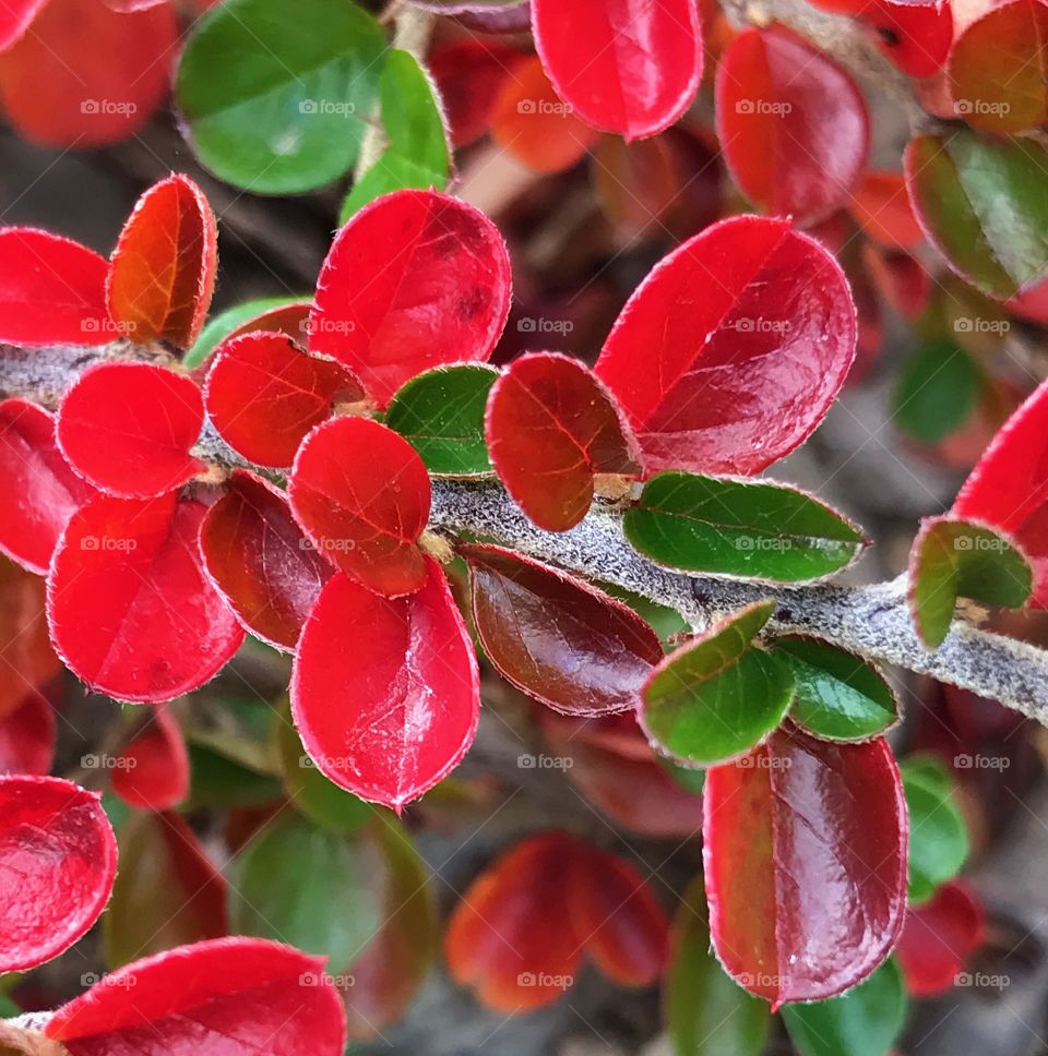 Bright red and green detailed leaves with a waxy looking surface on a fury white branch in their fall colors. 