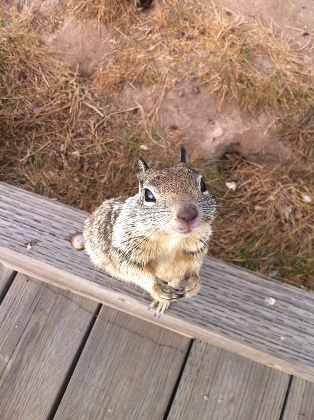 Squirrel