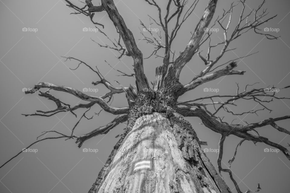 Old tree, b/w, Dąbrówka, Leszno, Poland