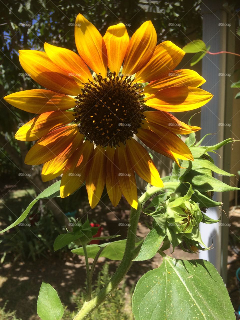 Wild Sunflower 