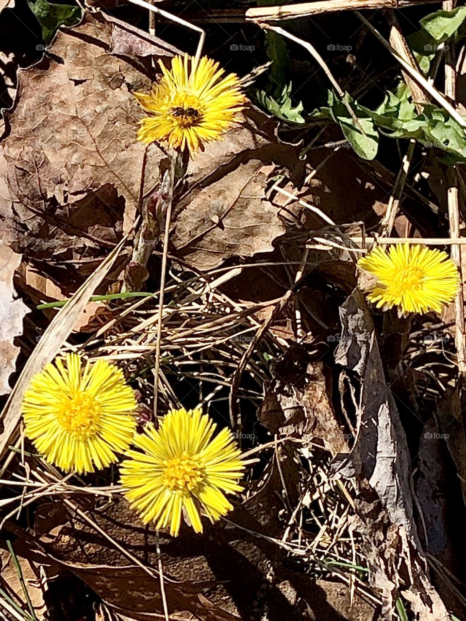 Coltsfoot. The first flowers of spring, along with crocuses