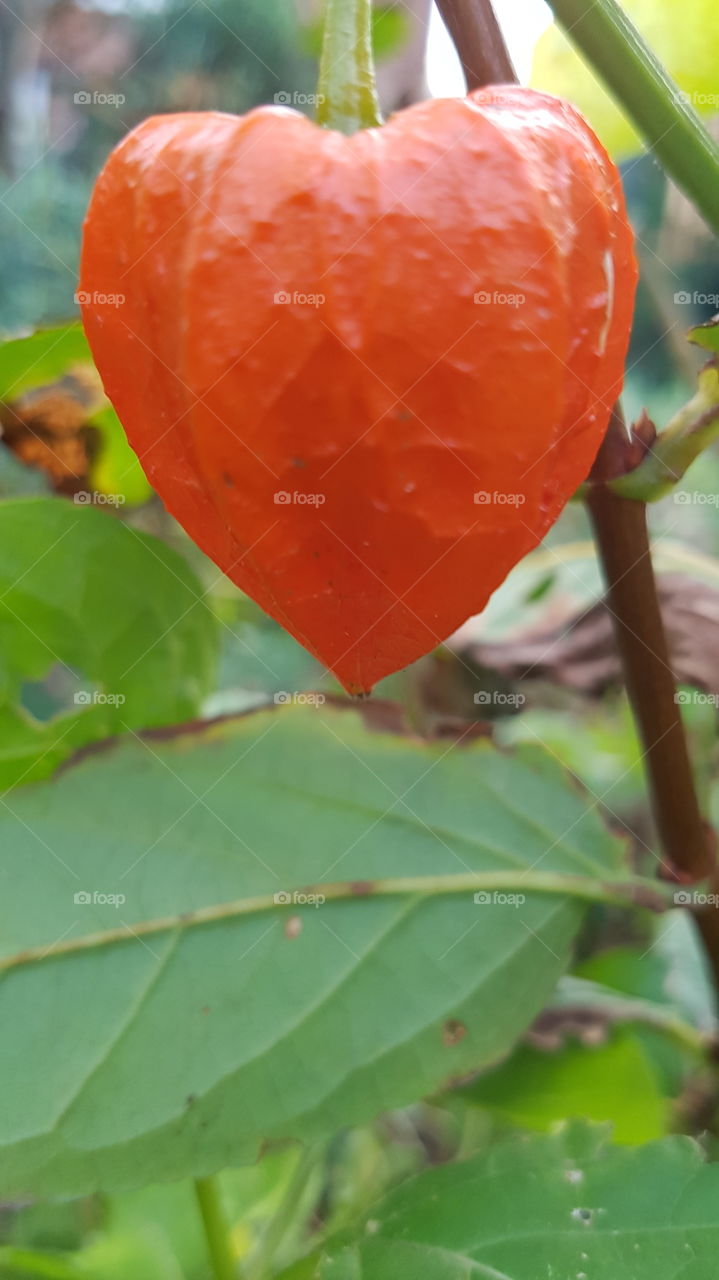 autumns glorious orange