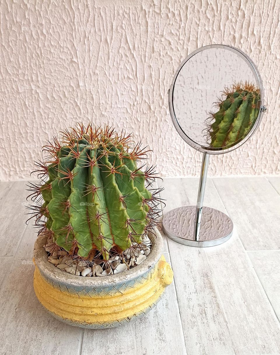 cactus house plant in pot beautiful texture and reflection