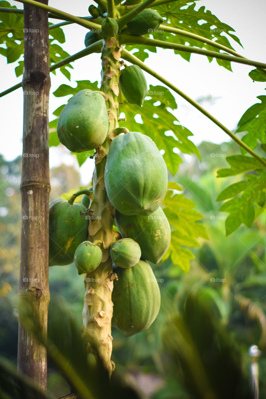 Papaya papaw or pawpaw tree with fruits. Green papaya fruits growing on papaya tree plantation and farming in popular in Usa canada UK Asia India.