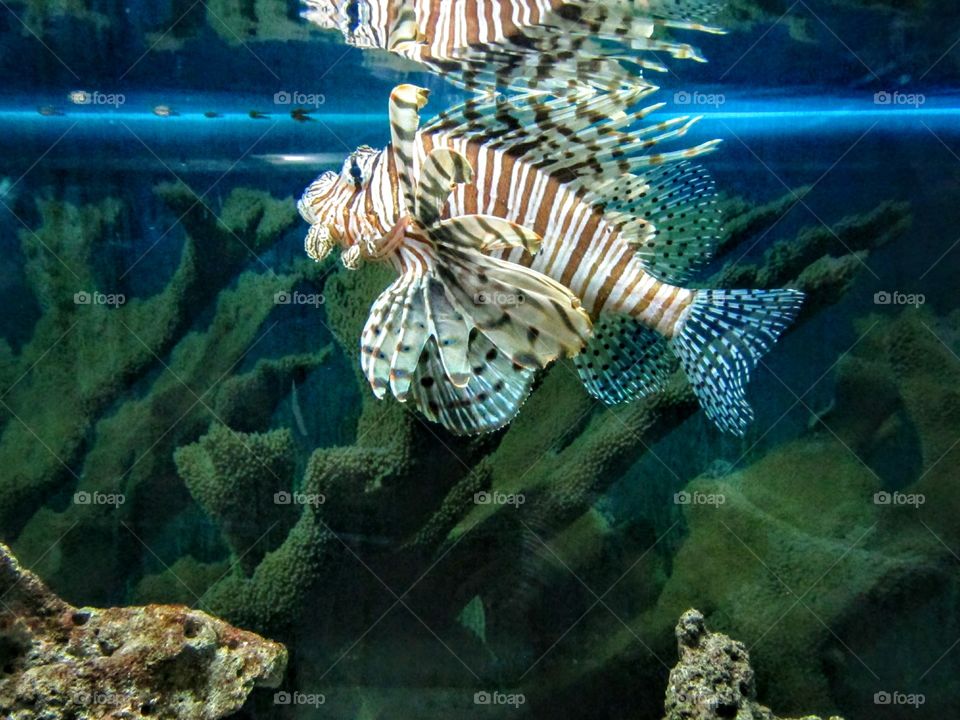 lion fish under the sea