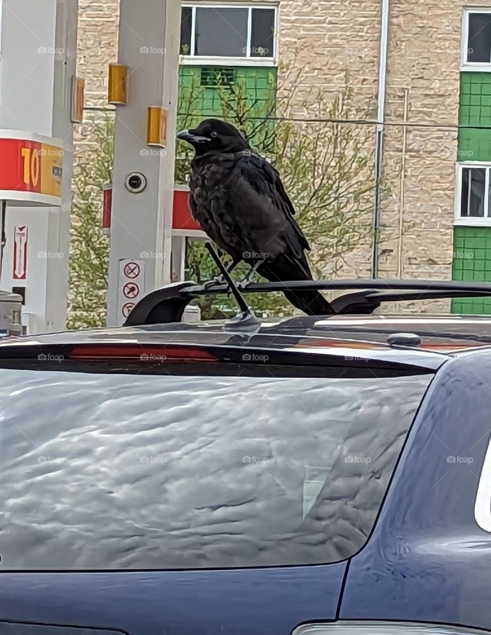 Raven on my roof rack