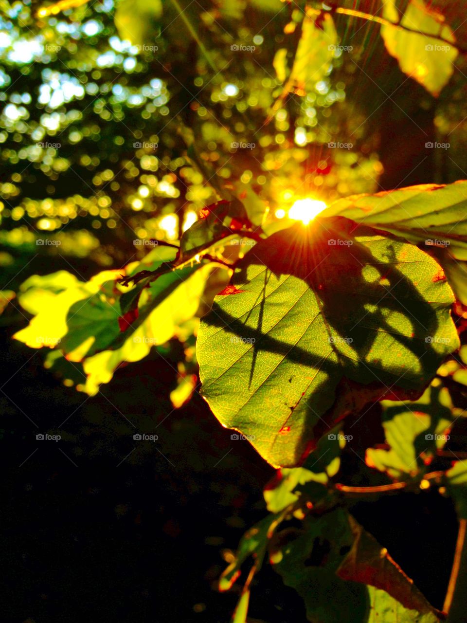 Sunset behind leaves
