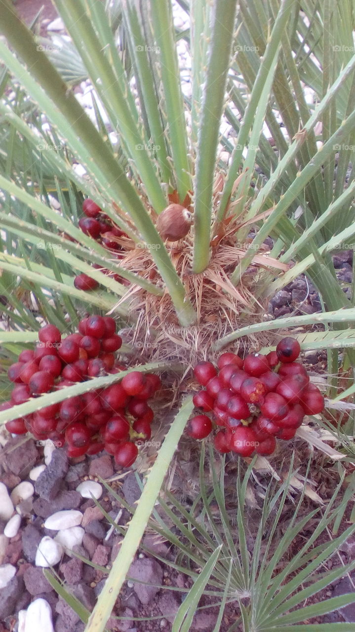 Fruit