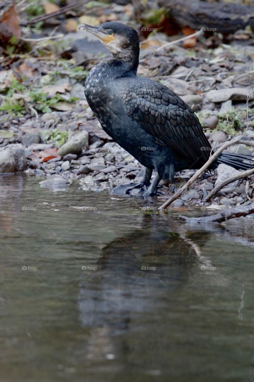 cormorant