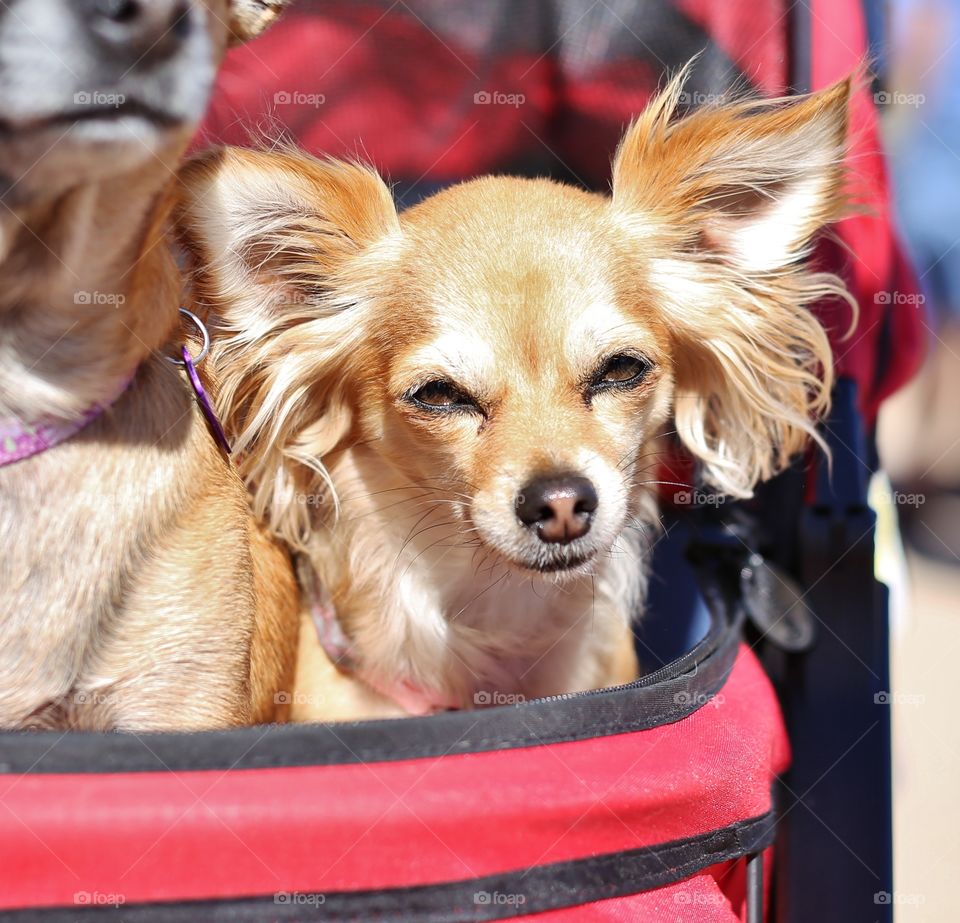 doggy stroller