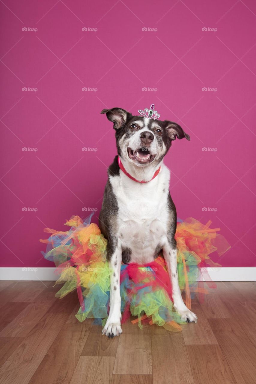 Dog wearing colorful skirt and crown