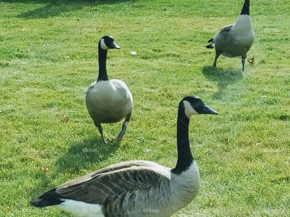 geese