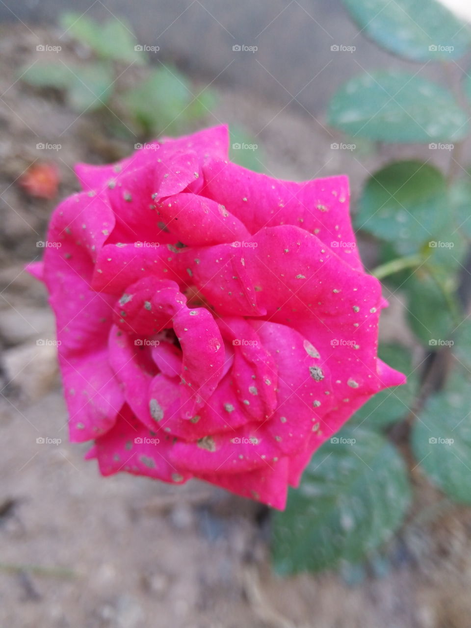 rose