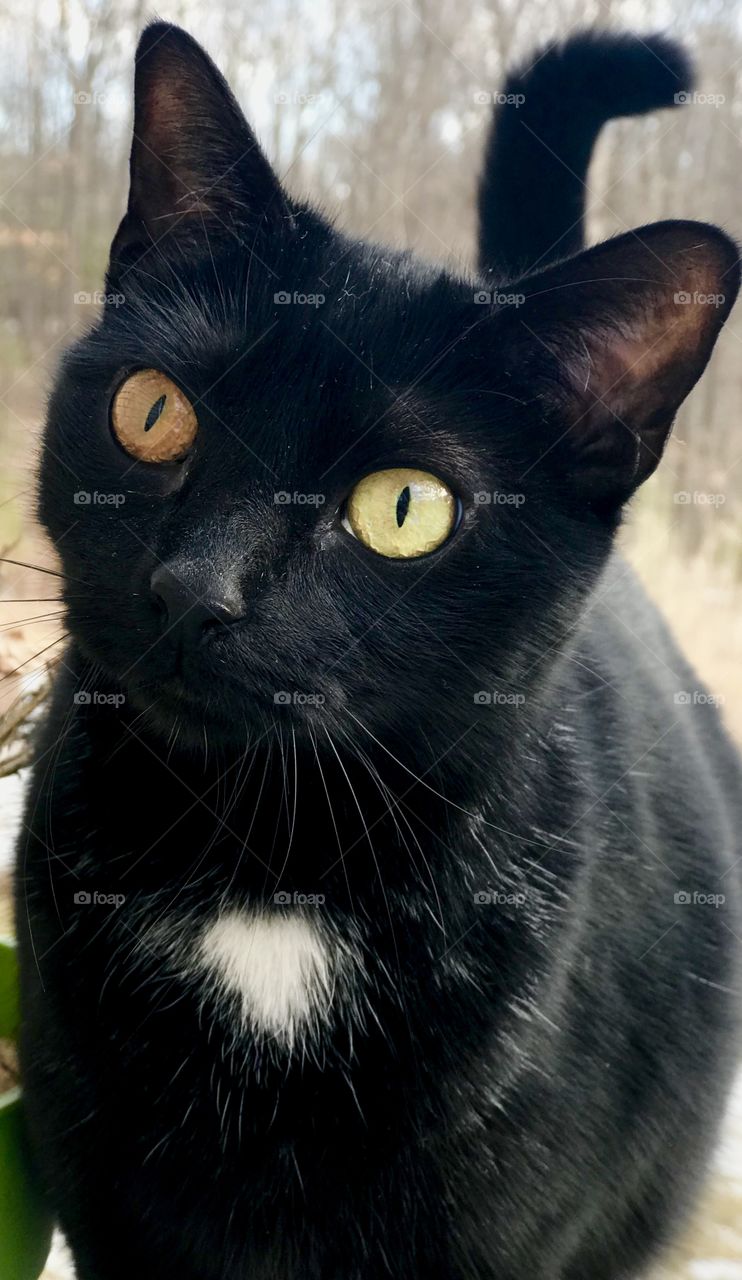 Curiosity bring the kitty love; cat curiously staring at camera while being outside