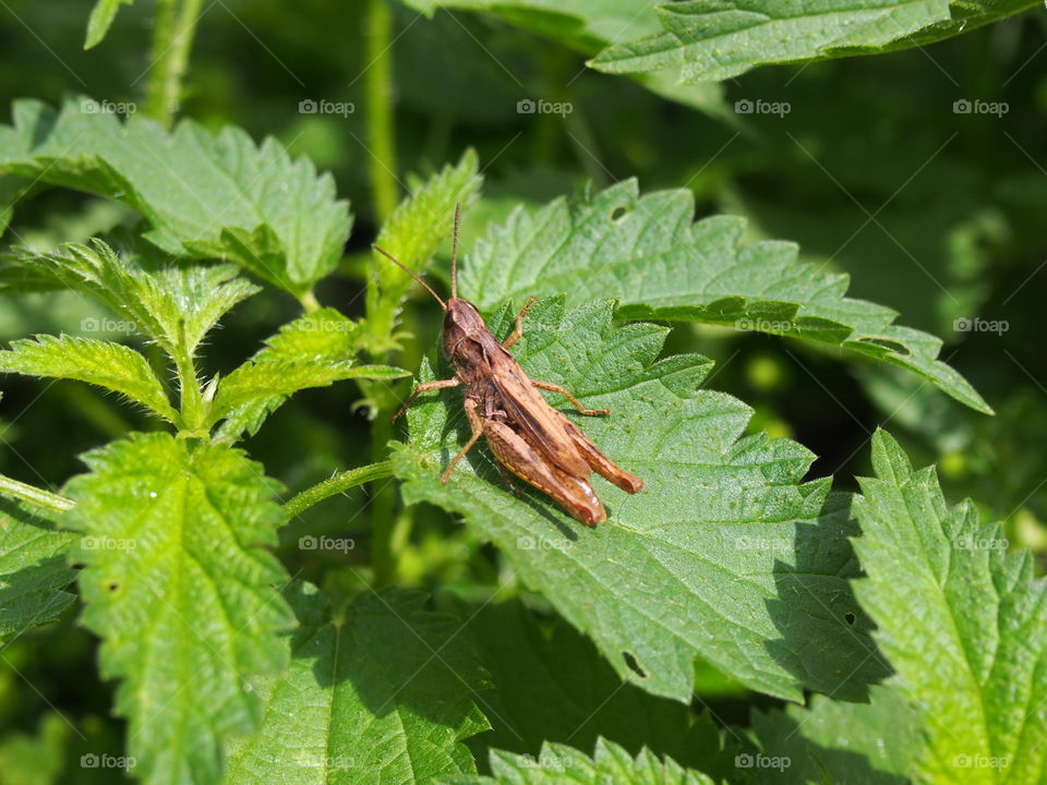 Grasshopper on leaf