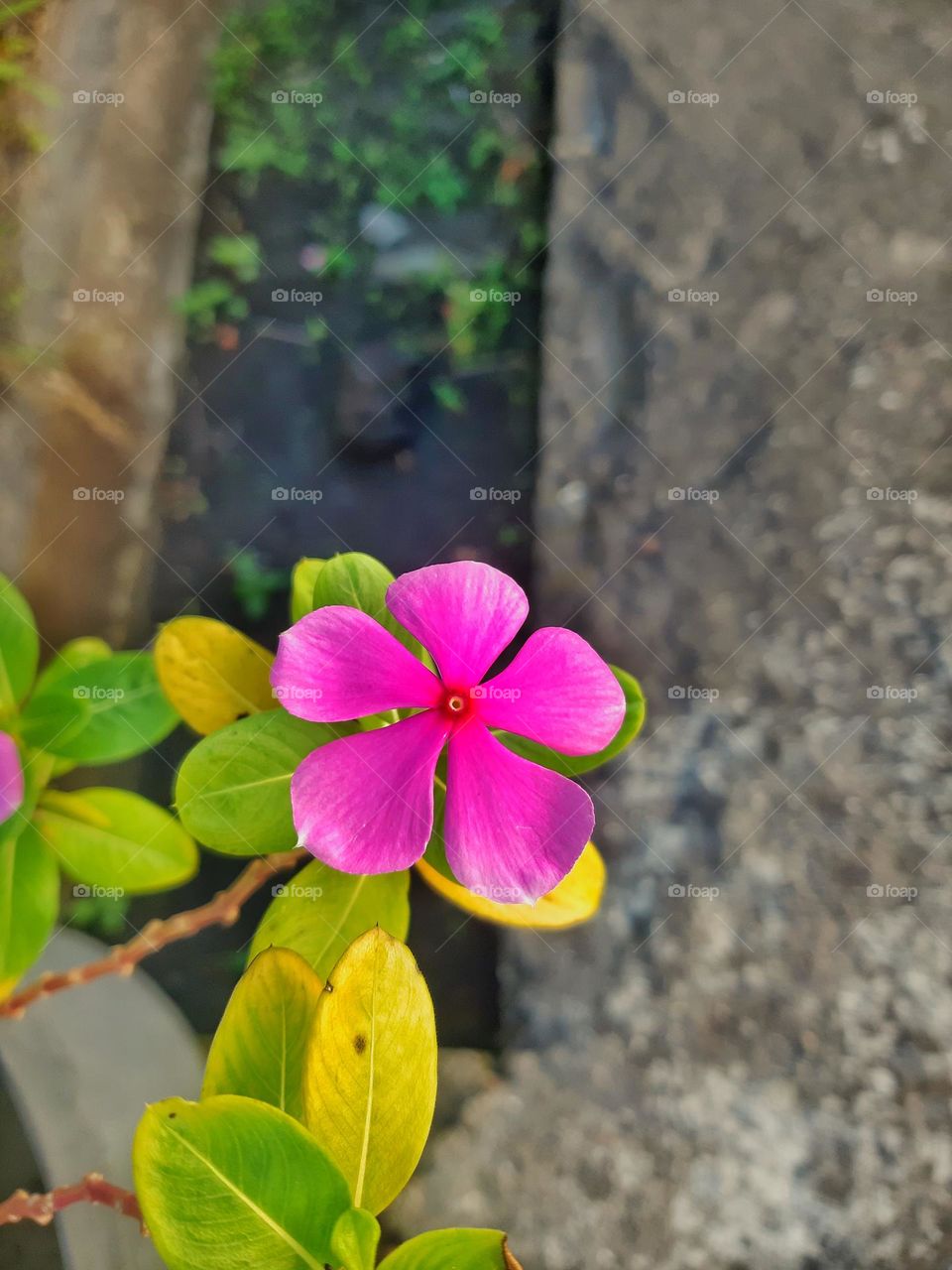 The beauty of nature are well represented by this pink flower. It is known as "Bunga Kertas" in Indonesia which is categorized as tropical country