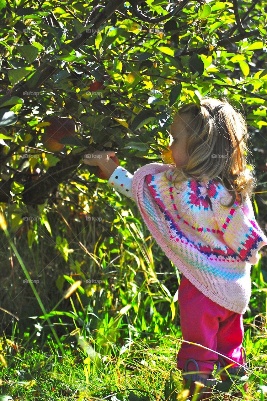 Pick the perfect apple