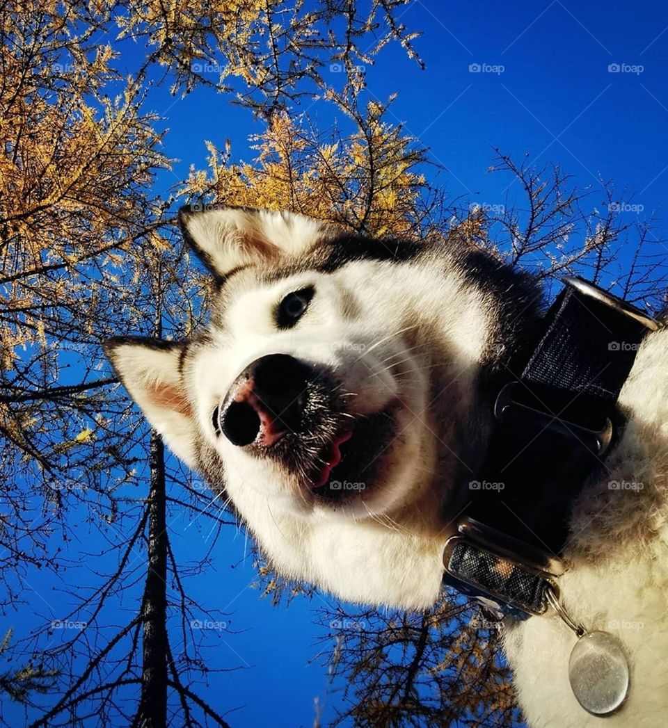 Красивый пёс