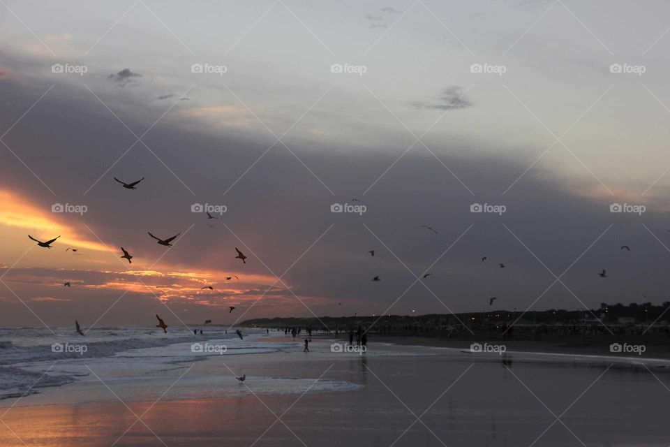 atardecer con gaviotas