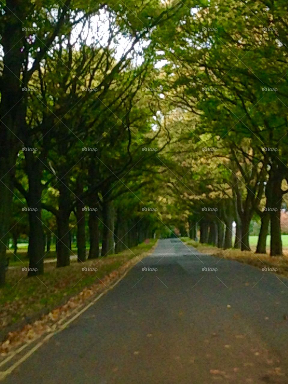 Autumn Avenue