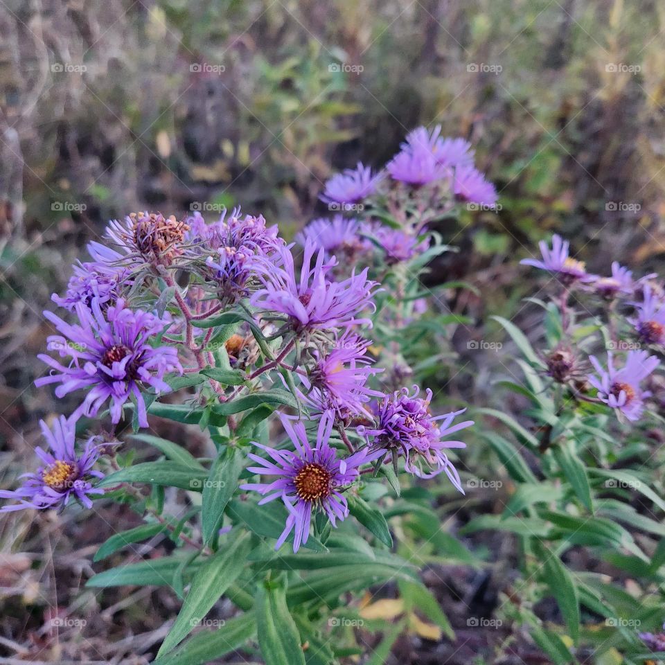 purple flowers