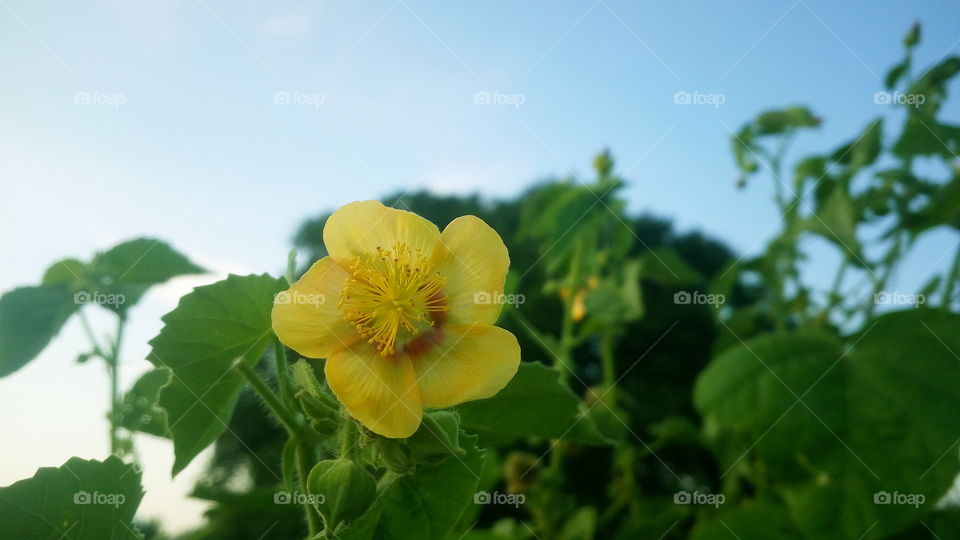 beautiful abloom yellow flowers morning