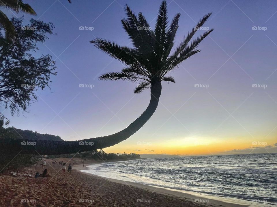 Palm tree and north shore sunset