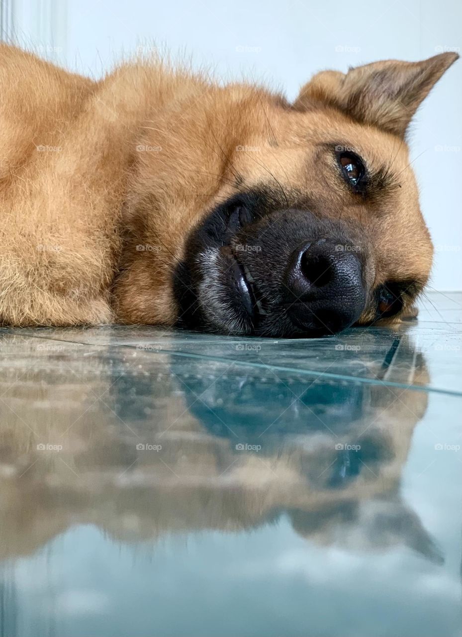 Reflection face of sleepy dog on floor tile