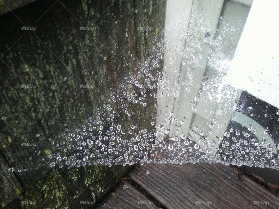 spider web rain drops