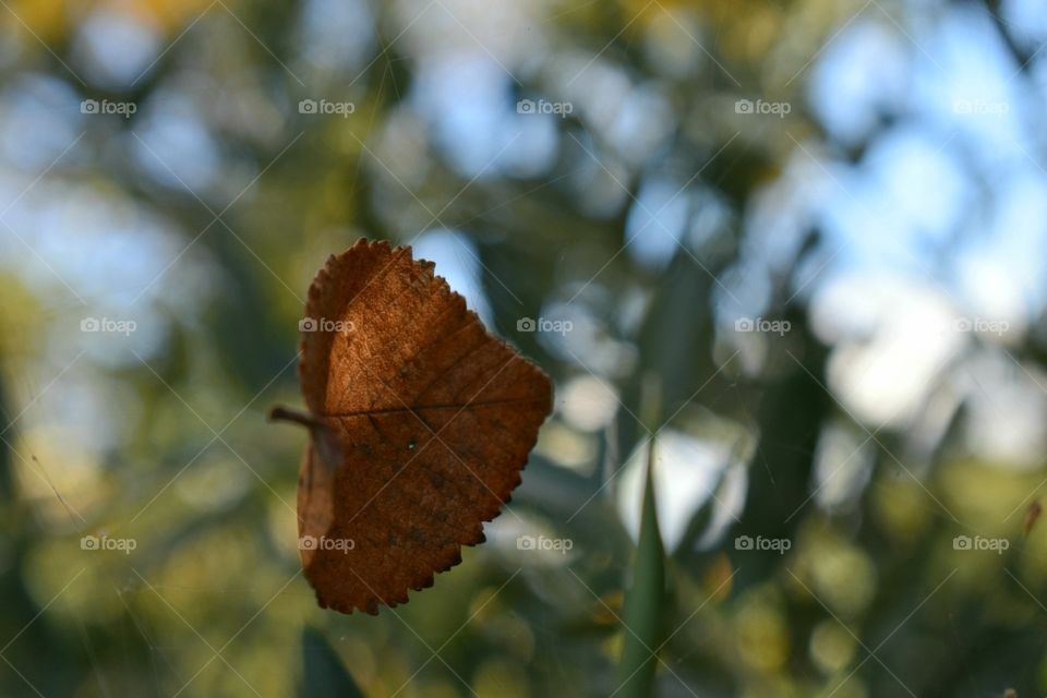 brown leaf