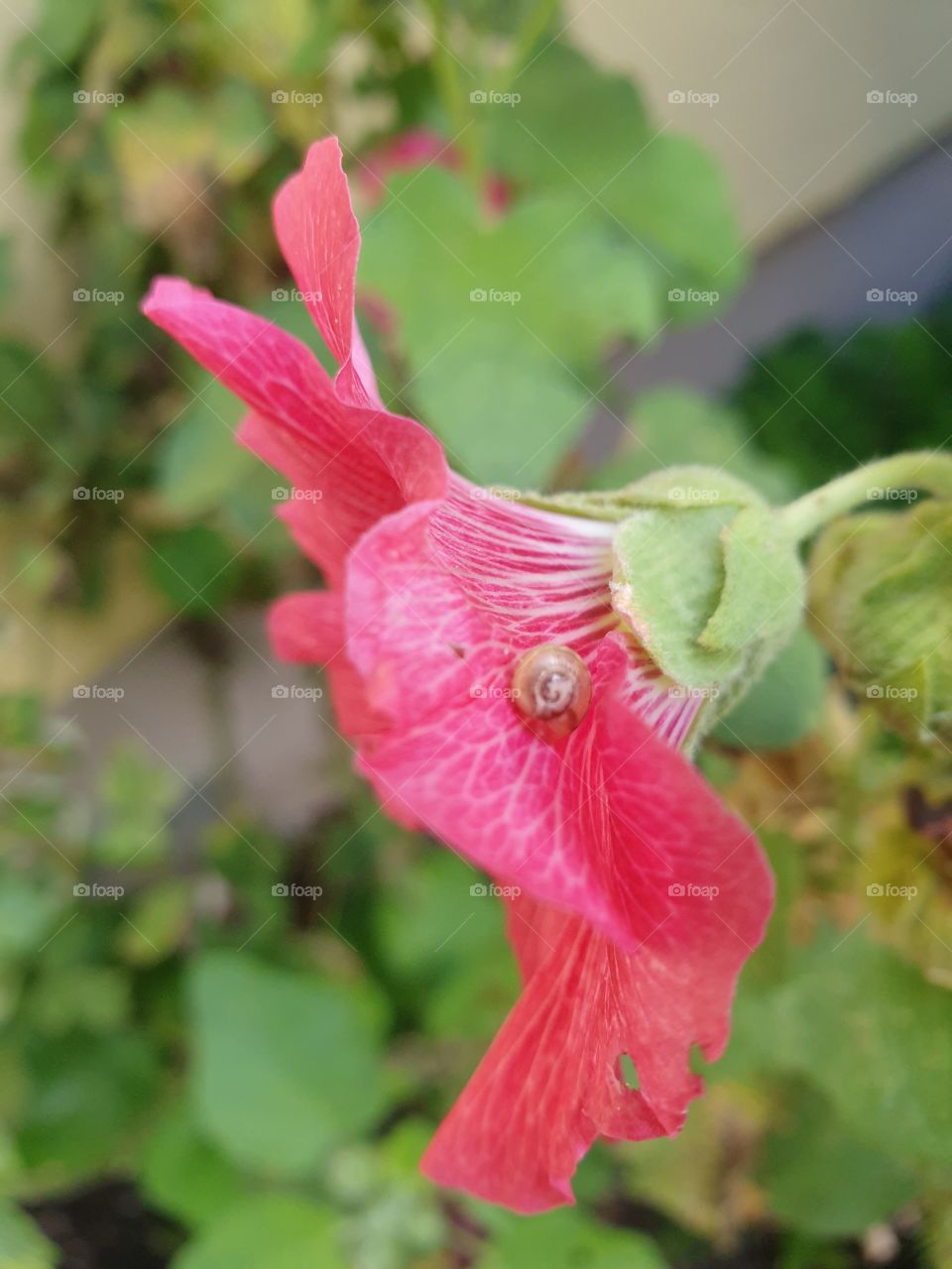 tiny shell on the flower