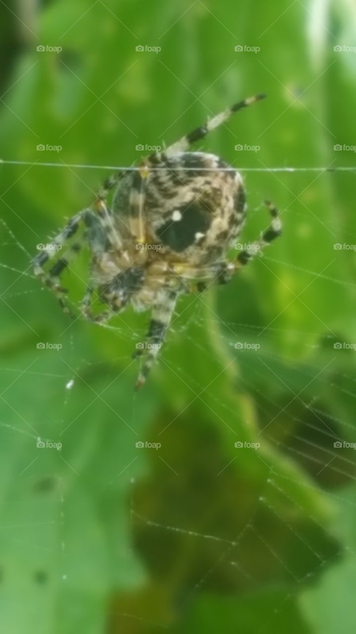 spider