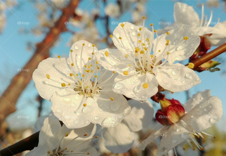 Apricot flowers