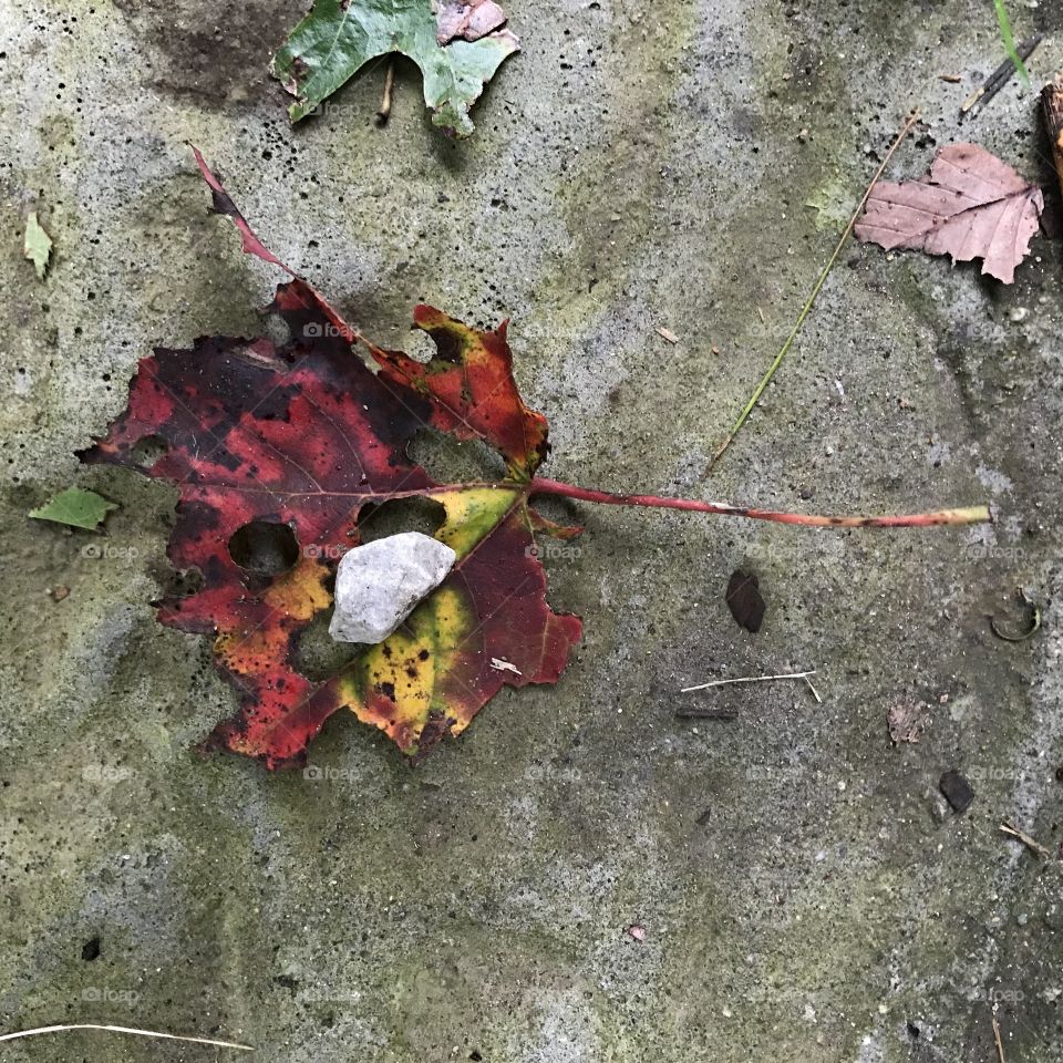Fall leaf
