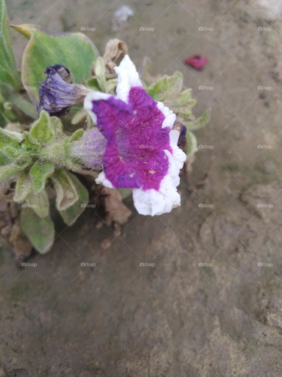 purple colour flower looks very beautiful generally found everywhere fresh seasonal